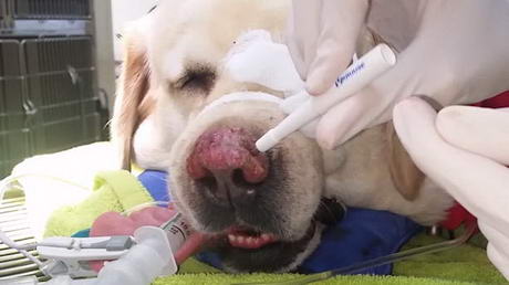 how much is a biopsy for a dog