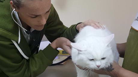 Dkc A Moment In The Life Of A Vet Clinic Dubai Uae